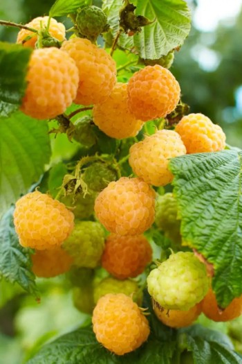 Малина жовта ‘Олл Голд’|Rubus idaeus ‘All Gold’|Малина желтая ‘Олл Голд’